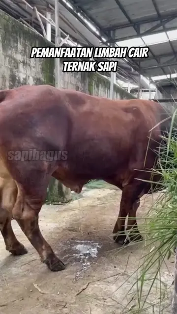 Pemanfaatan-Limbah-Cair-Ternak-Sapi